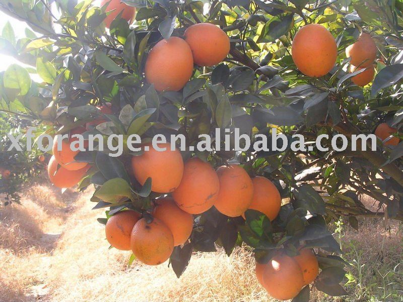 lane late navel orange