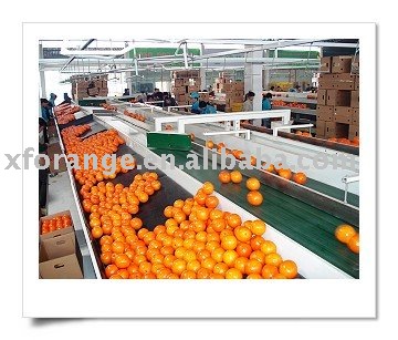 Gannan oranges