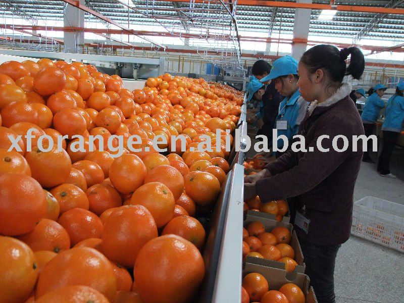 Fresh Navel orange(Gannan orange)