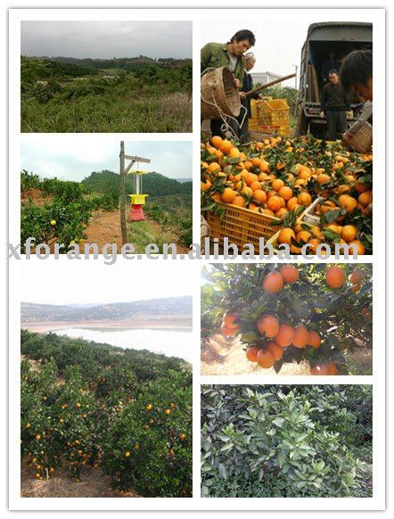  fresh   citrus   fruit 