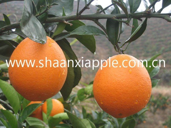 sell fresh chinese orange