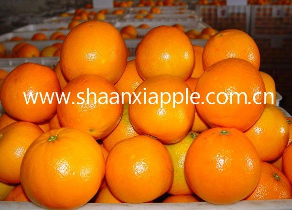 2010 new  fresh chinese orange