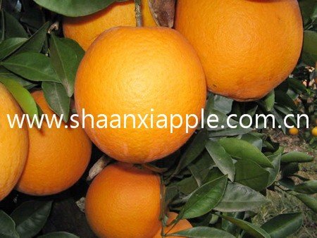 2010 fresh chinese orange
