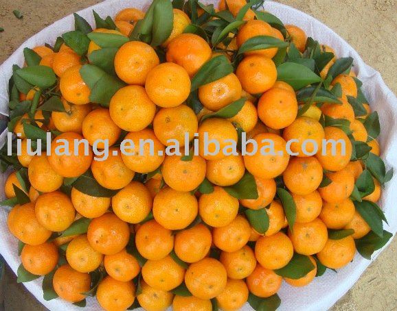 shatang mandarin,China LiuLang or OEM brands price supplier - 21food