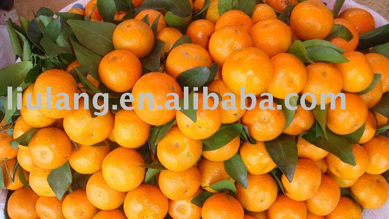Fresh tangerine