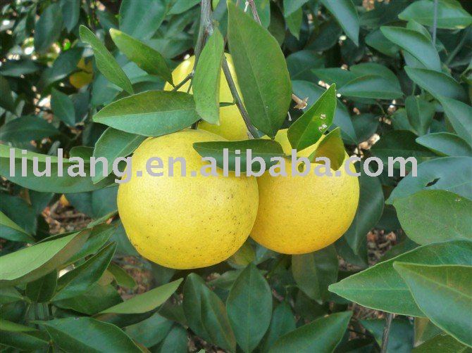  Chinese   orange 