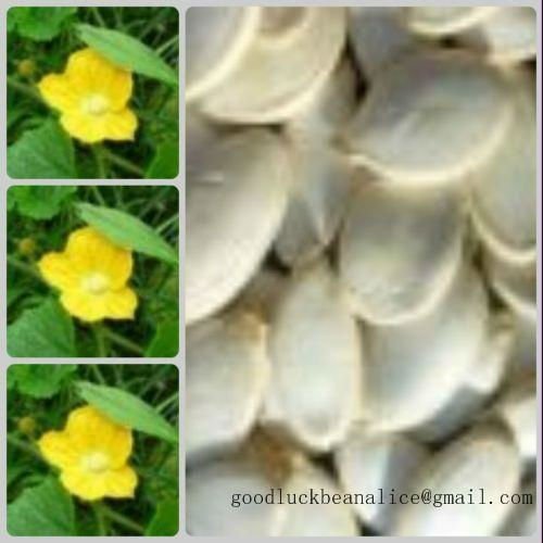 2010 Crop  Chinese Snow White Pumpkin Seeds, in shell