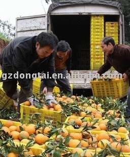 red navel orange