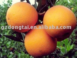 organic red navel orange