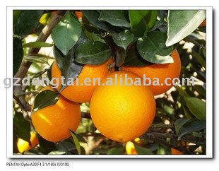 yellow red navel orange