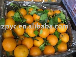  Jiangxi   Navel   Orange 