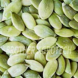 top quality pumpkin kernels