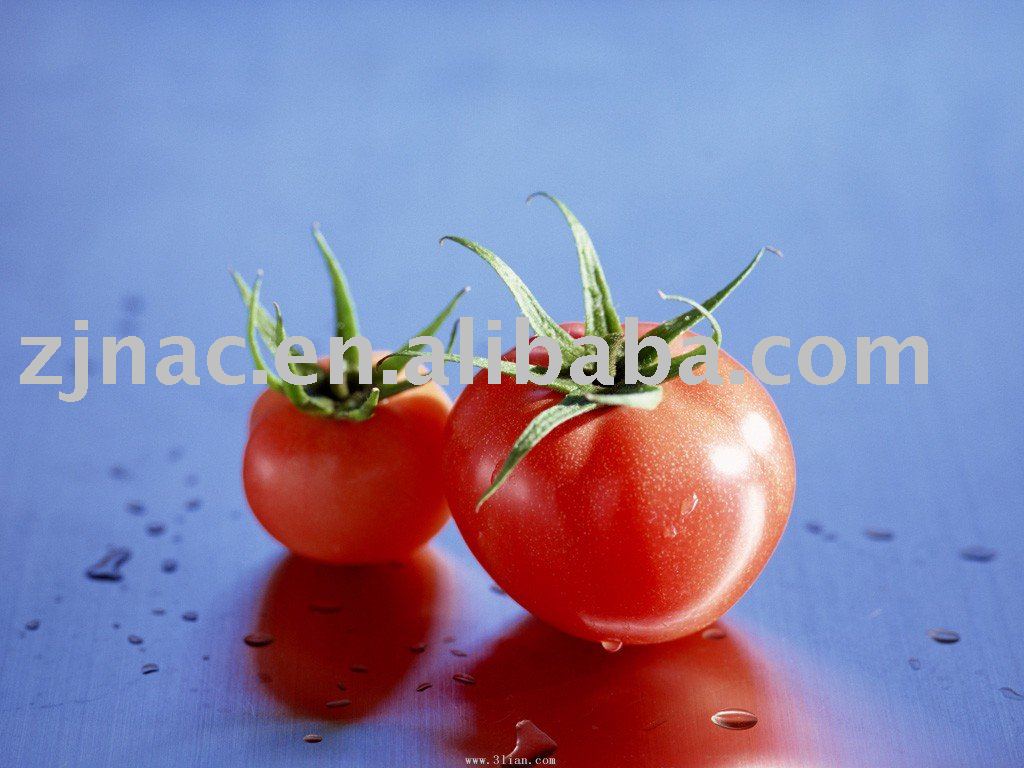  30 - 32 %  Tomato   Paste  in Drum