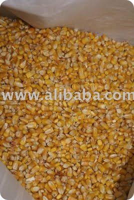 YELLOW DRIED  CORN  ( pop   corn )