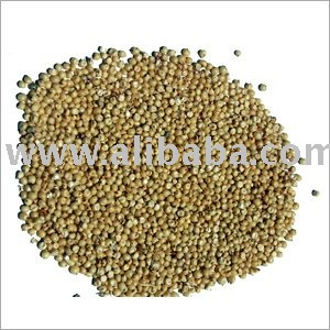 Sorghum