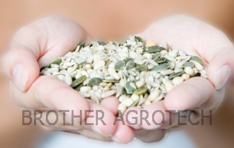  shine   pumpkin  seed  kernel s