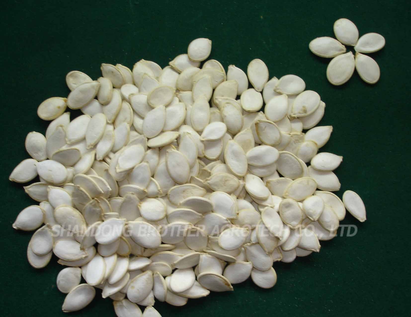 snow white pumpkin seeds in shell 9cm-13cm
