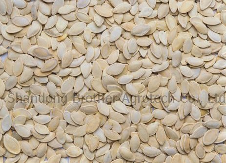 Crop 2010 shine pumpkin seeds in shell