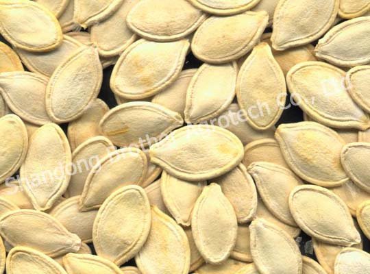 shine pumpkin seeds in shell new crop