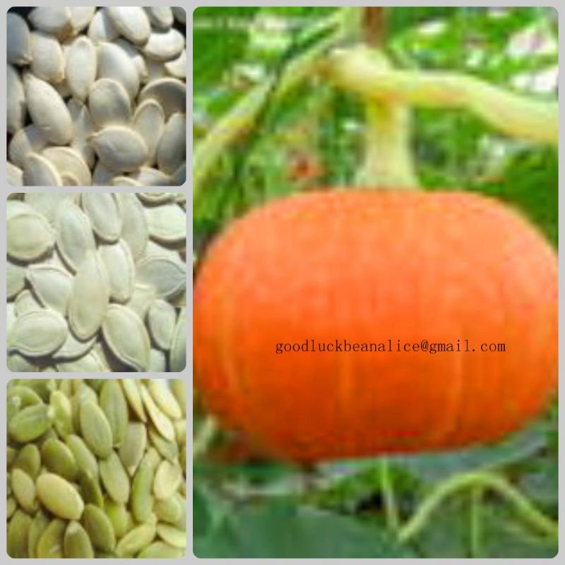 2010 Crop Raw Shine Skin Pumpkin Seeds