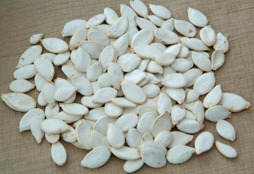shine pumpkin seed