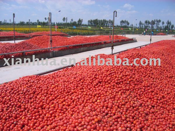 tomato paste