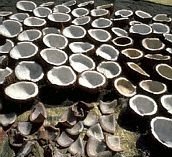 Dry Coconut