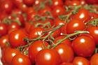tomato paste