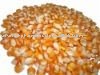 Good quality yellow maize
