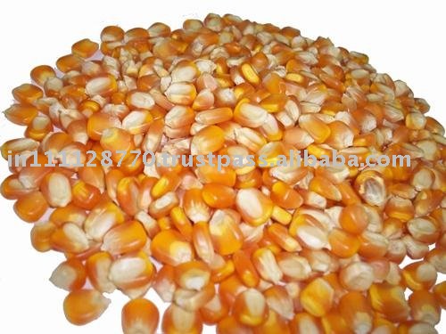 YELLOW MAIZE/CORN