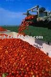  Tomato   Paste   HACCP  (  tomato   paste  28-30%,30-32%,36-38% brix ) cold break