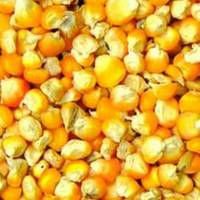 quality yellow,red and white corn