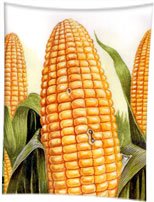 Maize Corn
