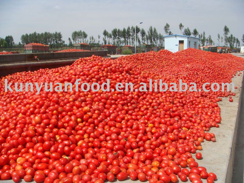 cold break 28%-30% tomato paste, ketchup