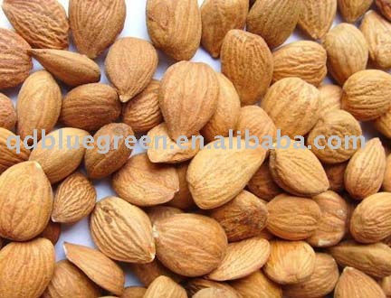 Bitter Sweet Apricot Kernels