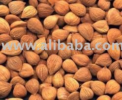 apricot kernel nuts