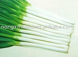 Fresh Green Onion,China price supplier - 21food