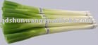 fresh green onion