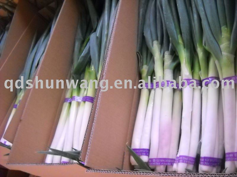 fresh  green onion