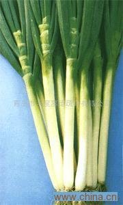  Green   Onion 