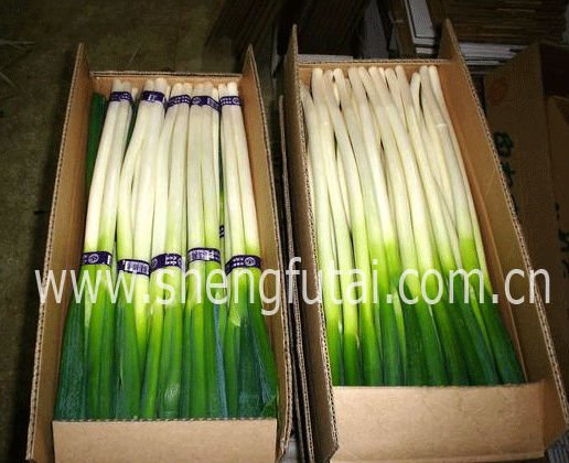 green Chinese onion