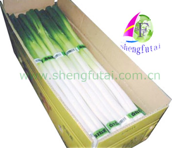chinese green  onion  ( new   crop )