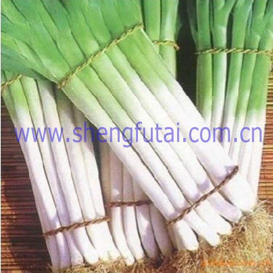 autumn green onion (new crop)