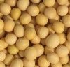 soybean