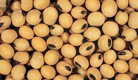 Round Shape Soy bean yellow colour
