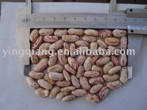 Chinese light speckled kidney beans