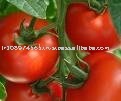 Tomato Paste in Drum
