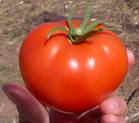 Canned Iranian Tomato Paste