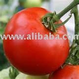 TOMATO PASTE IN DRUMS