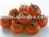 Supply  tomato   paste -  Brix   30 / 32 